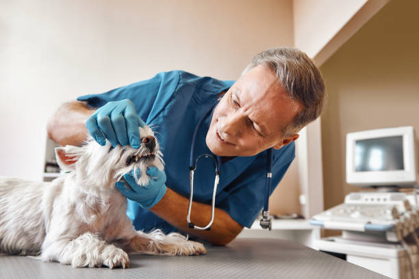 Best Walk-In Emergency Dentist in St Croix Falls, WI